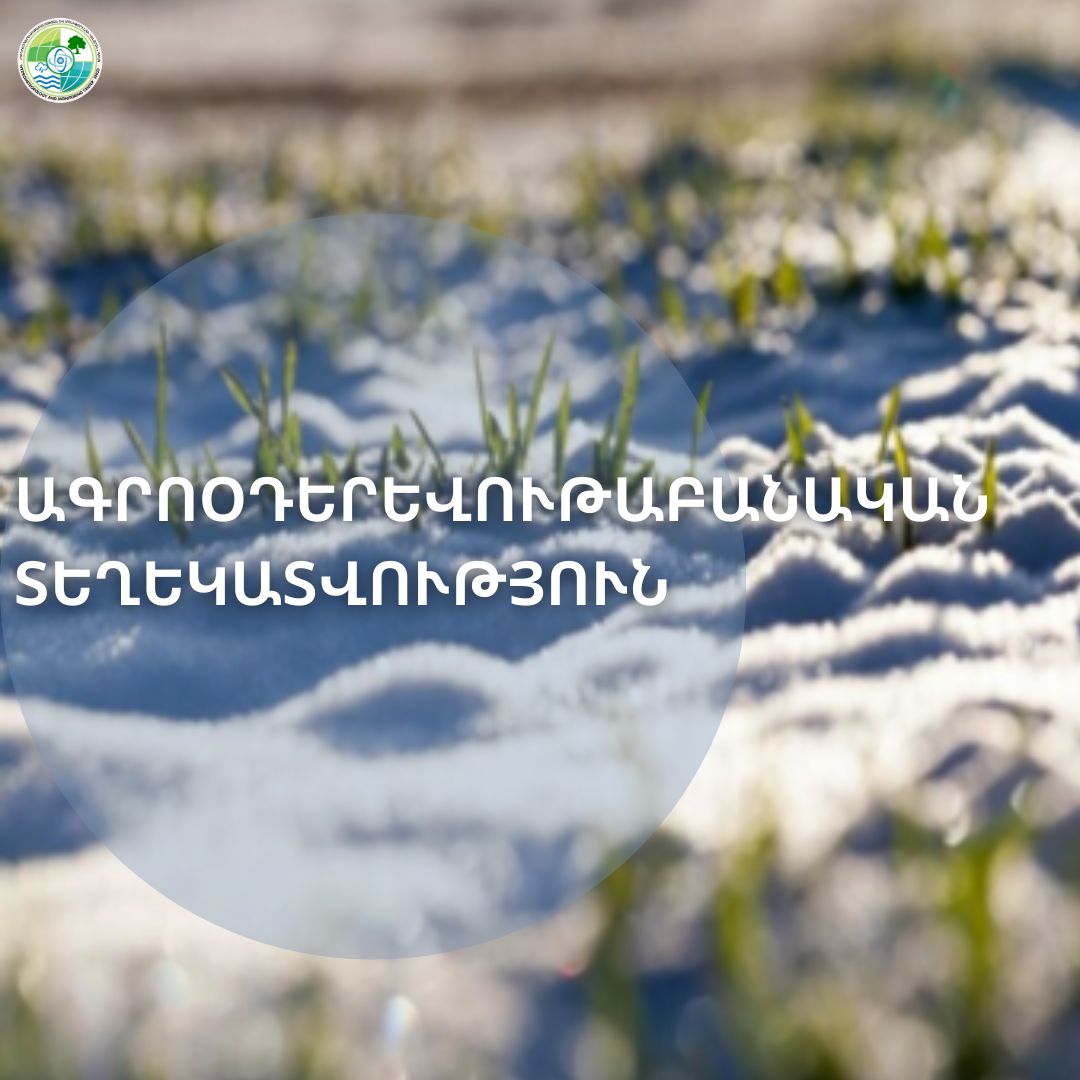 Աշնանացան ցորենի վնասվածությունը ձմռան ավարտին կազմել է 5-7%