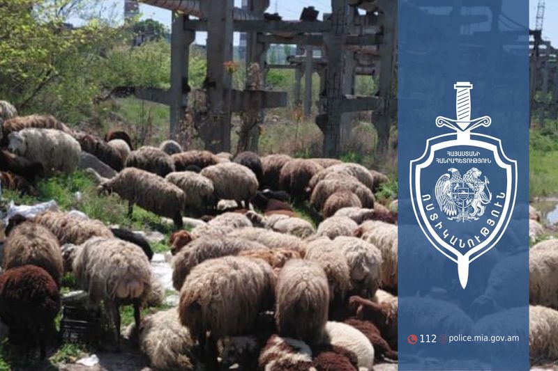 Շենգավիթում բացահայտվել է խոշոր չափերի ոչխարի գողություն․ վերադարձվել է 224 գլուխ անասուն